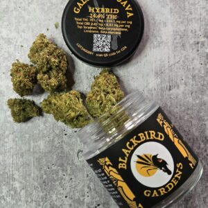 Galactic Guava  Flower  3.5g